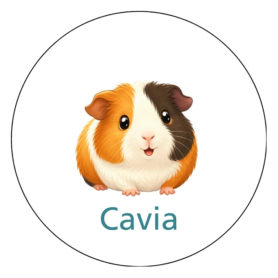 Magnetisch pictogram Cavia